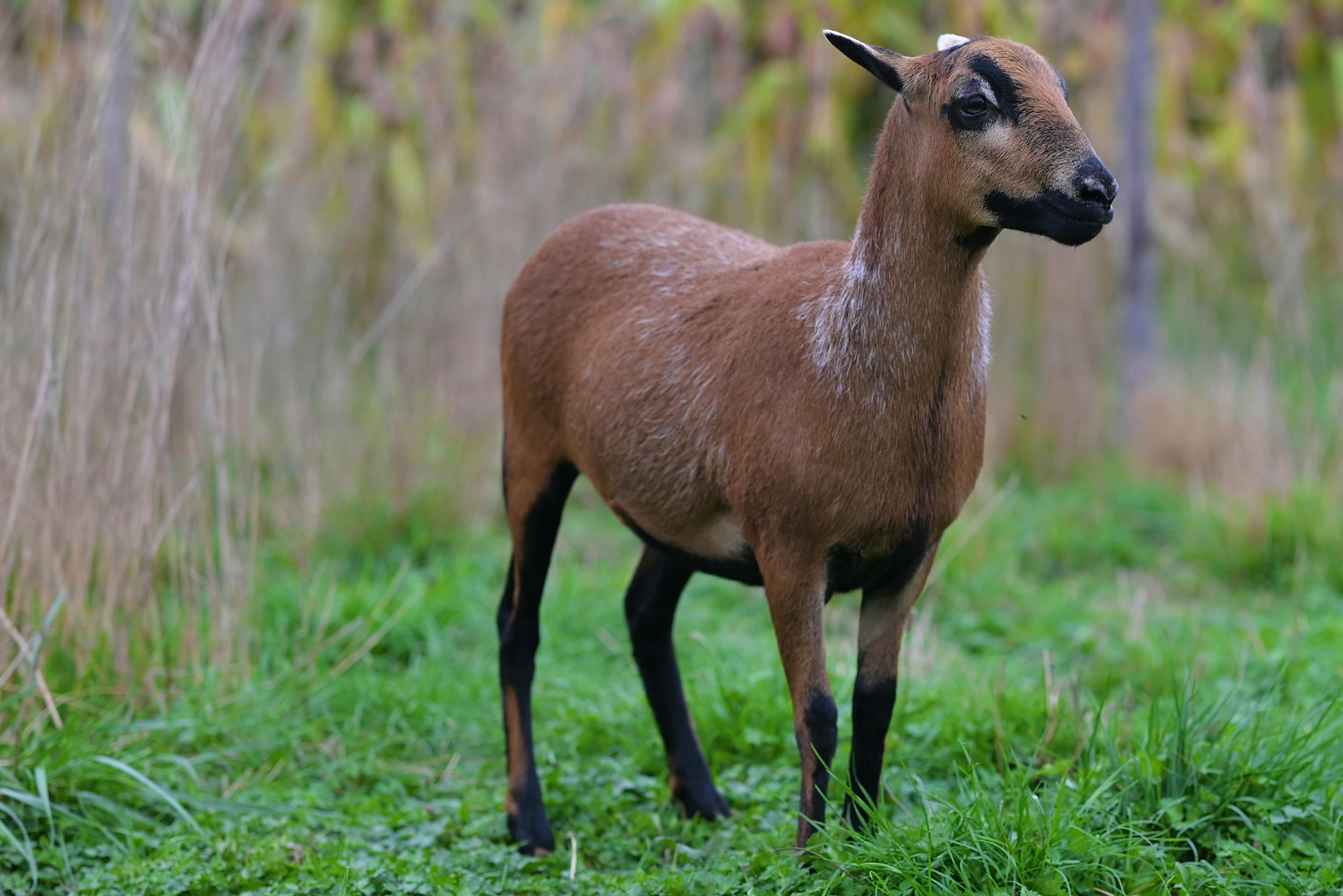 Photo de FERME LA BRUCHINE