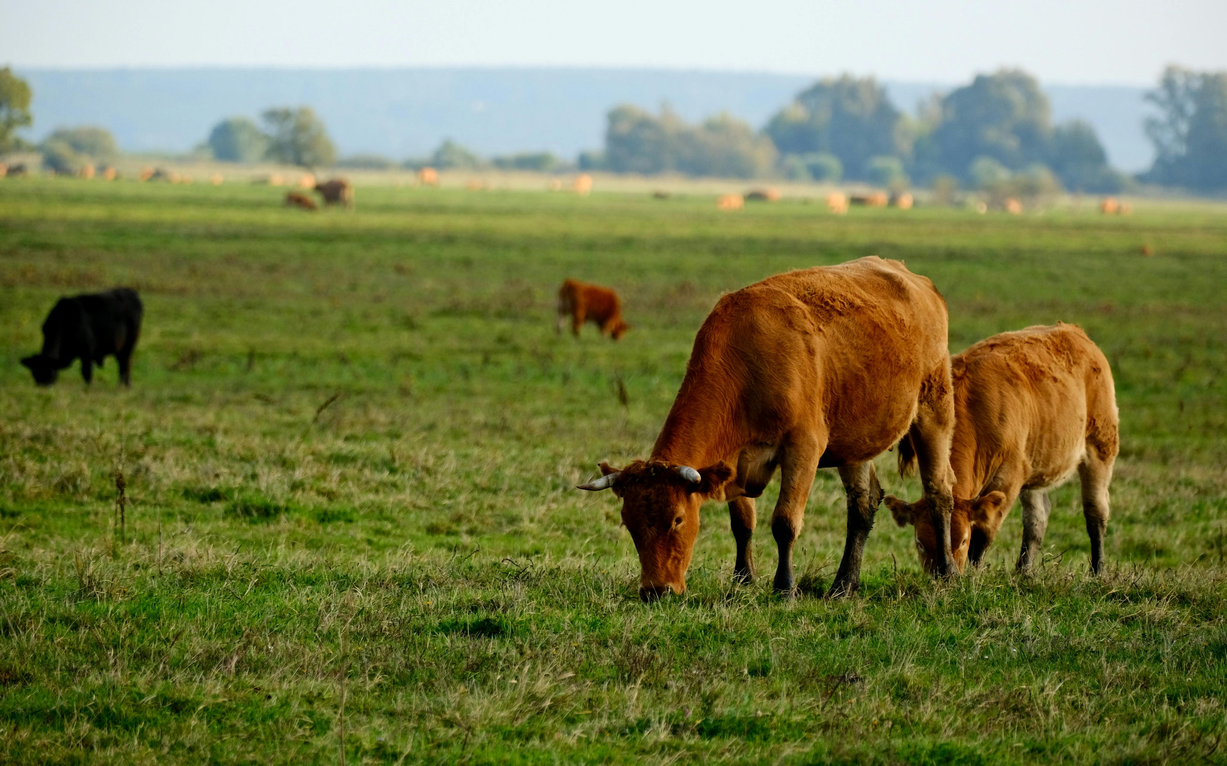 Photo de LES ABEILLES DE GABRIEL